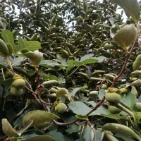 علفتراشی با دستگاه ،هرس، سمپاشی درخت وگل،باغبان،|خدمات باغبانی و درختکاری|سیاهکل, |دیوار