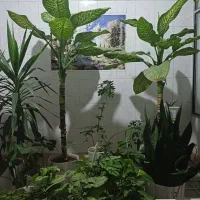 فروش دوعدد  گل دیفن  با گلدان کوزه ای