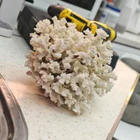 مرجان آکواریوم