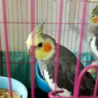 عروس هلندی