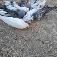 کفتر|پرنده|ساروق, |دیوار