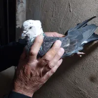 کبوتر نشون دار