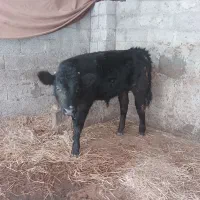 فروش گاو|حیوانات مزرعه|رشت, چله خانه|دیوار