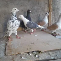 پشت گراف زرد پشت سیاه سرور زاغ