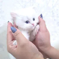 گربه پرشین|گربه|گلستان (تهران), |دیوار