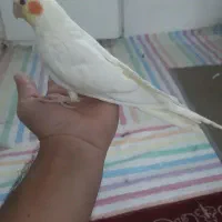 عروس هلندی ماده