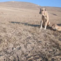 سگ ماده سرابی|سگ|اردبیل, |دیوار