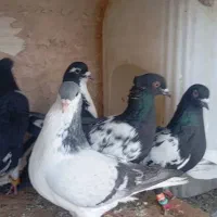 کفتررنگه مفت