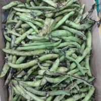 باقالی سبز .مخصوص باقالی پلو و آب‌پز خوراکی