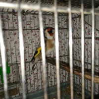 سهره گل درشت|پرنده|تهران, شهید فکوری|دیوار