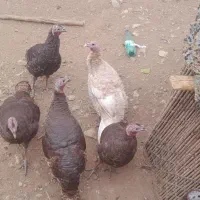 فروش بوقلمون