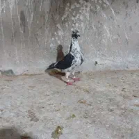 نرو ماده