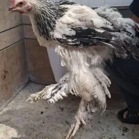 جوجه ۶ماهه خارجی