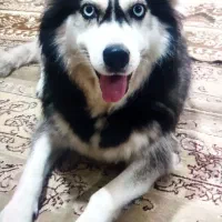 واگذاری سگ هاسکی