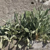 گل کاکتوس|گل و گیاه طبیعی|ری, شهید غیوری (ابن باویه)|دیوار