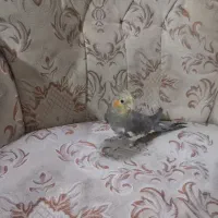 جوجه اهویی ونر ماده|پرنده|قزوین, |دیوار