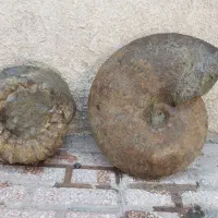 2 عدد فسیل آمونیت