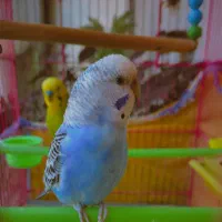 مرغ عشق ماده|پرنده|کازرون, |دیوار