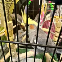 عروس هلندی(8 تا)|پرنده|شاهین‌شهر, خانه کارگر|دیوار