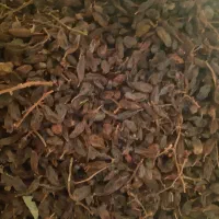 کشمش|خدمات باغبانی و درختکاری|سنخواست, |دیوار