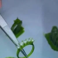 نگین زنی روی موم .نقره سازی