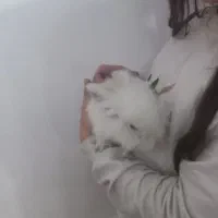 خرگوش کوچک لوپ