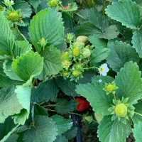 نهال توت فرنگی