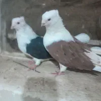پرنده|پرنده|بروجرد, |دیوار
