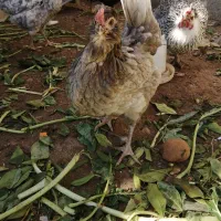 گلین طوسی|حیوانات مزرعه|شیراز, کوشک میدان|دیوار