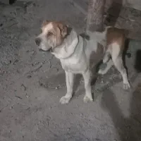 واگذاری سگ خراسانی