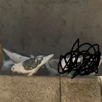 کبوتر طوقی و موشی پروانه ای سینه فر