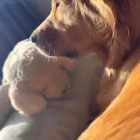 واگذاری سگ ماده نژاد گلدن رتریور رنگ دارچینی