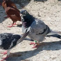 کبوتر نر و ماده قره سبز