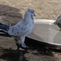 کبوتر گمشده