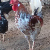 خروس چهل تاج محلی|حیوانات مزرعه|امیدیه, |دیوار