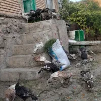 بوقلمون|حیوانات مزرعه|مشگین شهر, |دیوار