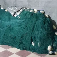 لیح پیاله ای یا محاصره