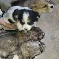 پنج تا توله سگ نژاد پامر اشپیتز قیمت خوب|سگ|برخوار, |دیوار