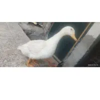 عوردک نر