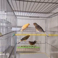 تعدادی قناری رسمی|پرنده|همدان, |دیوار