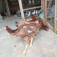 دو عدد لاری اصل فروشی