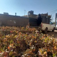 نهال پسته . پسته. نهال|خدمات باغبانی و درختکاری|بوئین زهرا, |دیوار