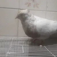 کفتر کبوتر|پرنده|مشهد, مقدم|دیوار