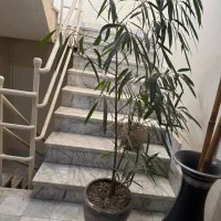 ۳ تا گلدون با هم ۷۰۰ قیمت عاالی زدم