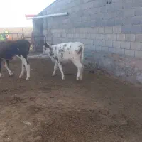 فروش ۵راس گاو گوساله|حیوانات مزرعه|ایلخچی, |دیوار