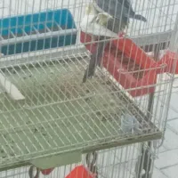 کاسکو مینا عروس هلندی کوتوله قناری مرغ عشق سهره|پرنده|اصفهان, کوجان|دیوار