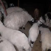 سلام  گوسفند