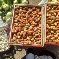 خرمای زاهدی درجه یک ماشکید