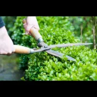 هرس گل و گیاه و رسیدگی باغ و باغچه|خدمات باغبانی و درختکاری|ساری, |دیوار