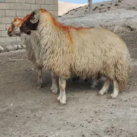 ۳ راس قورچ داشتی|حیوانات مزرعه|پلدختر, |دیوار